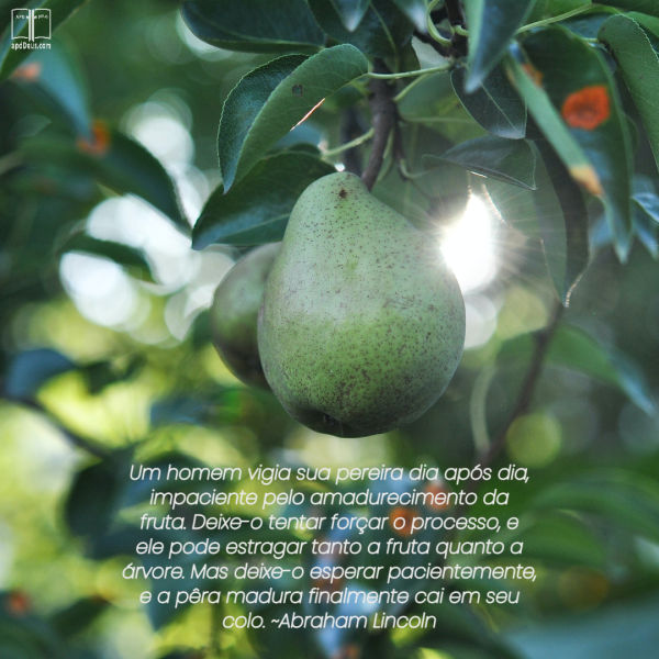 Uma pêra saborosa está pendurada em seu galho de árvore. Se o fazendeiro tentar apressar a colheita, ele arruinará a árvore e provavelmente não obterá frutos.