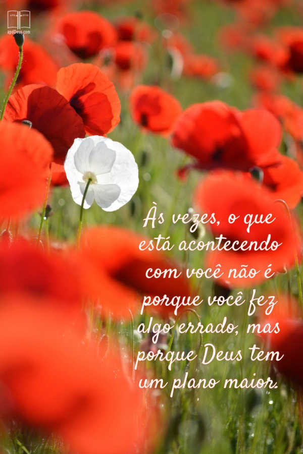 Uma flor branca cresce em meio a um campo de papoulas vermelhas. Às vezes, você não fez nada de errado e está apenas no meio da perfeita vontade de Deus.