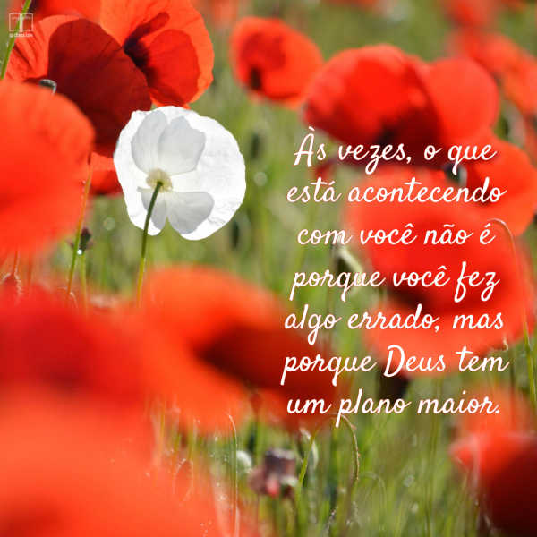 Uma flor branca cresce em meio a um campo de papoulas vermelhas. Às vezes, você não fez nada de errado e está apenas no meio da perfeita vontade de Deus.