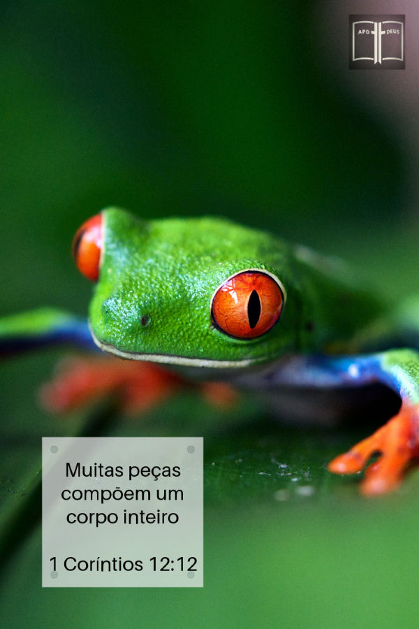 Um sapo verde da floresta amazônica fica em uma folha verde.

Muitas peças compõem um corpo inteiro. 1 Coríntios 12:12