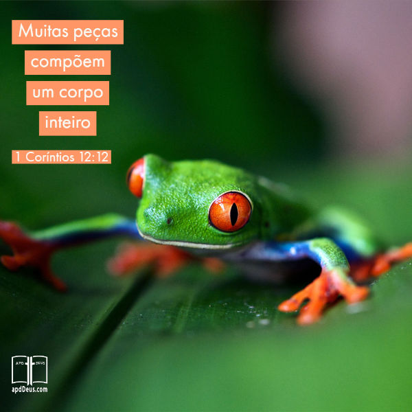 Um sapo verde da floresta amazônica fica em uma folha verde.

Muitas peças compõem um corpo inteiro. 1 Coríntios 12:12