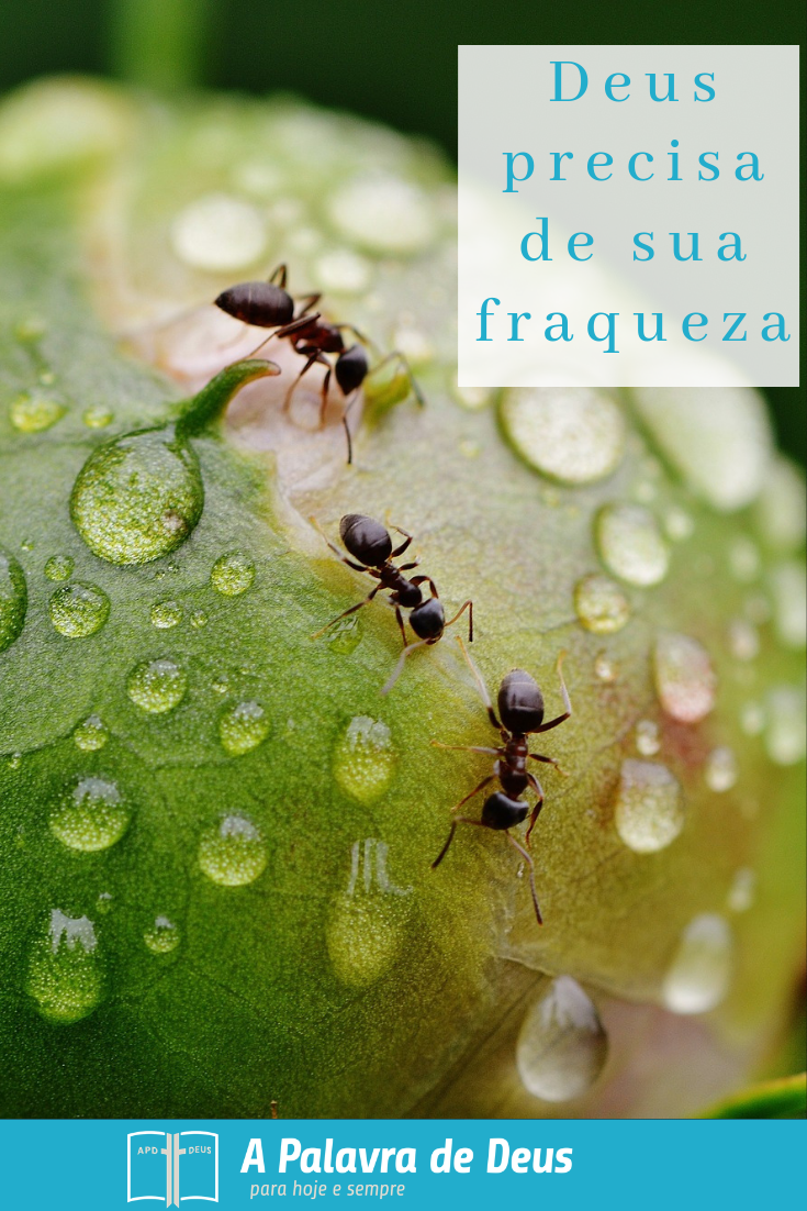 Formigas rastejando e trabalhando juntas em um peão grande, prova que, mesmo quando algo é pequeno e fraco, pode ser forte e poderoso.