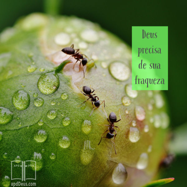 Você pode ver sua fraqueza como uma deficiência, mas Deus quer usar você. Submeta-se a ele.
https://www.apddeus.com/fraqueza.html
#apalavradedeus #deusprecisasuafraqueza #fe Formigas rastejando e trabalhando juntas em um peão grande, prova que, mesmo quando algo é pequeno e fraco, pode ser forte e poderoso.