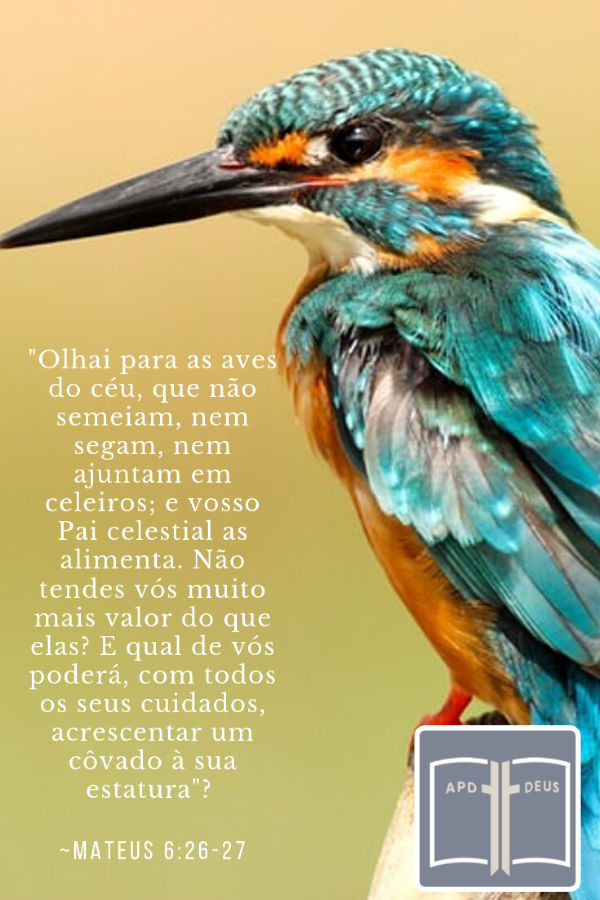 Um pássaro turquesa e laranja lembra-o: Olhai para as aves do céu, que não semeiam, nem segam, nem ajuntam em celeiros; e vosso Pai celestial as alimenta. Não tendes vós muito mais valor do que elas?