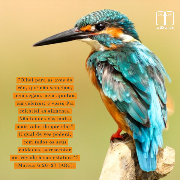 Um pássaro turquesa e laranja lembra-o: Olhai para as aves do céu, que não semeiam, nem segam, nem ajuntam em celeiros; e vosso Pai celestial as alimenta. Não tendes vós muito mais valor do que elas?