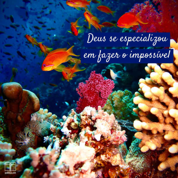 Uma cena subaquática de peixes coloridos contra o pano de fundo de água azul e curral rosa. Deus é capaz de fazer o impossível.