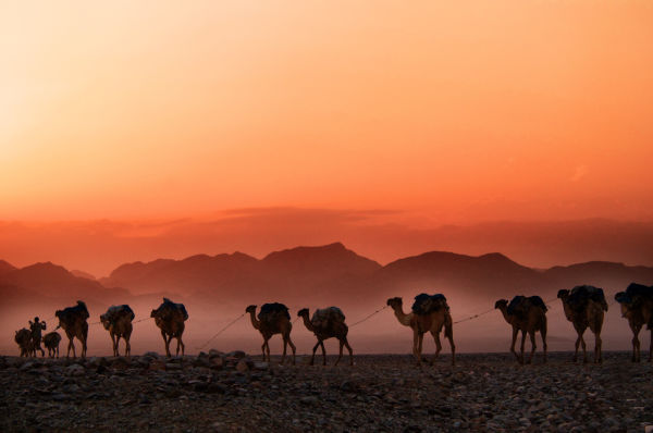 Uma caravana de camelos, caminhando pelo deserto, enquanto o sol se põe.