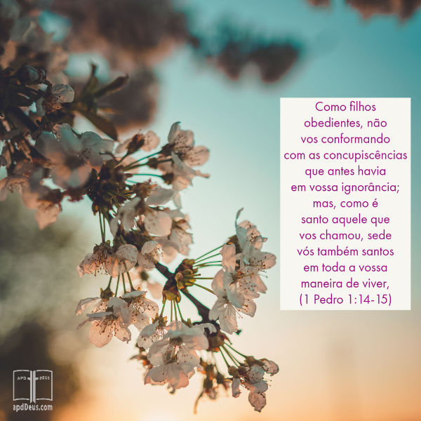 Uma cerejeira em flor de primavera com as palavras de 1 Pedro 1:14-15 escrito.