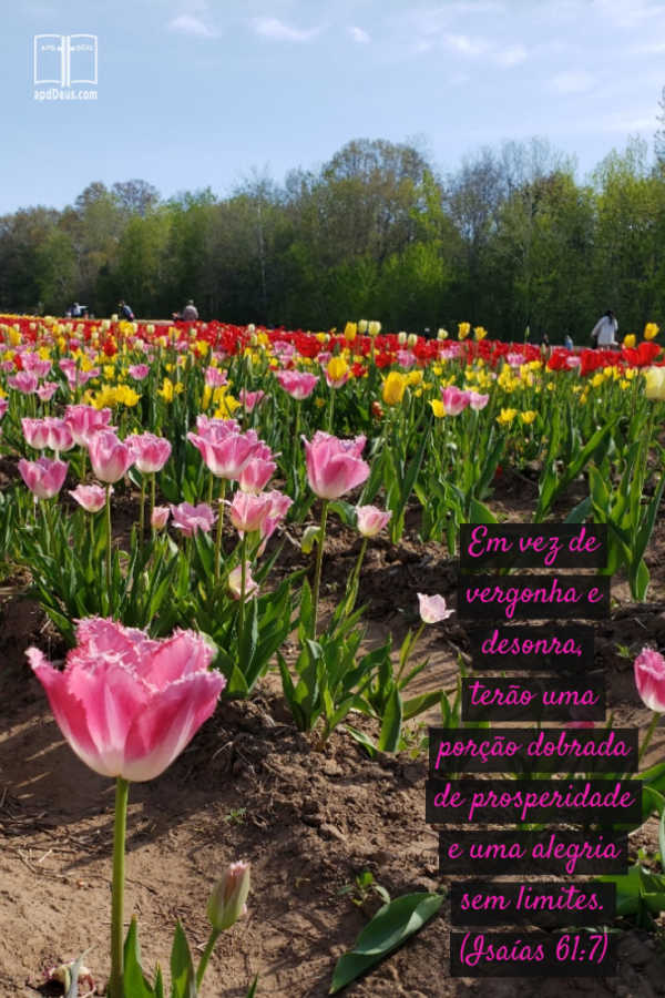 Um campo de tulipas cor-de-rosa com Isaías 61:7 escrito através dele.
