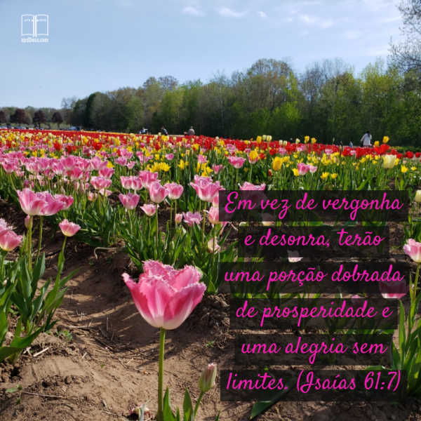Deus diz que Ele está lhe enviando dupla honra para substituir a vergonha que você sentiu. Ele redimiu TODA a sua vida! #DeusNaCasa #apdd Um campo de tulipas cor-de-rosa com Isaías 61:7 escrito através dele.