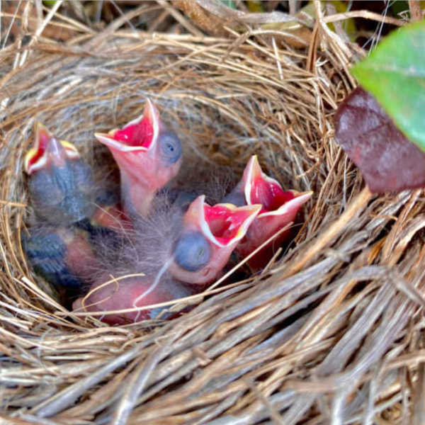 Foto de Elisabeth Elliott e sua filha. Elisabeth disse: “A vontade de Deus nunca é exatamente o que você espera que seja. Pode parecer muito pior, mas no final será muito melhor e muito maior. ”